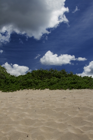 Green bush on top of a sand duneの写真素材
