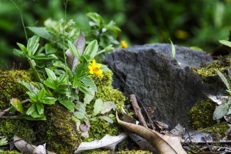 yellow flower from hawaii on the side of a mossy rockの写真素材