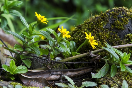 small yellow flowers from hawaii on the side of a mossy rockの写真素材