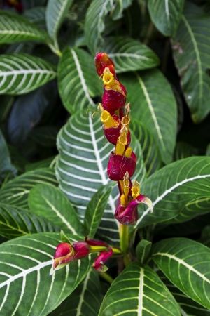 small red and yellow hawaiian flowerの写真素材