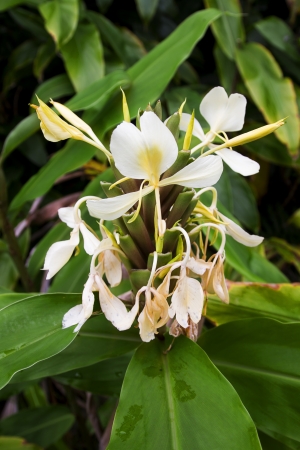 close up of ginger lily growing in the wildの写真素材