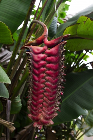 large heliconia flower dried up and deadの写真素材
