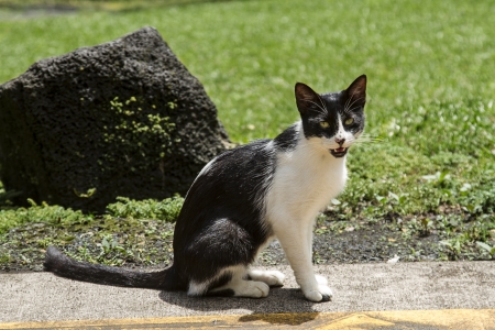 Black and white stray cat on concrete path and grass backgroundの写真素材