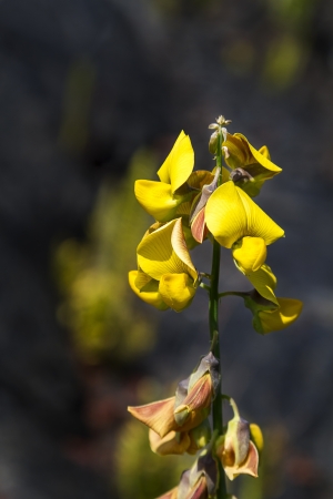 Small yellow flower on the island of big island in Hawaiiの写真素材