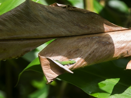 Small green gecko sunbathing on a palm tree leafの写真素材