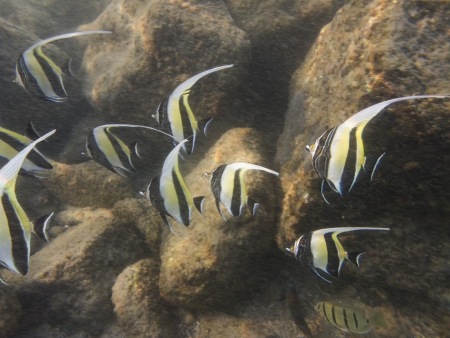 School of then morrish idol fish swimming in sediment waterの写真素材