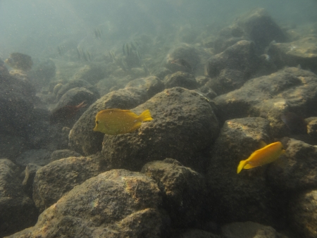 two Yellow tang surgeonfish swimming in sediment waterの写真素材