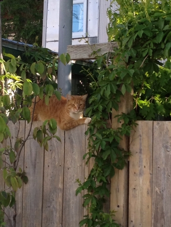 Cat on top of fenceの素材