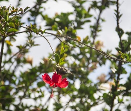 Japanese White-eye feeding on a hibiscusの写真素材