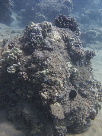 coral reef in the pacific oceanの写真素材