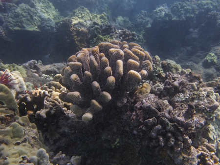 Hard coral in the pacific oceanの写真素材