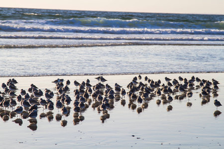 sandpiper wades resting on a pacific beach in Los Angelesの写真素材
