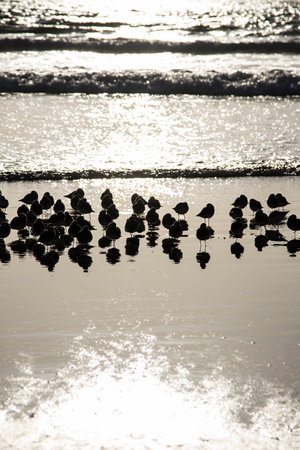 sandpiper wades resting on a pacific beach in Los Angelesの写真素材
