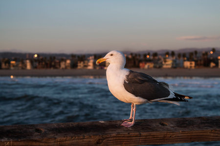 Sea gull on pier ramp at sunsetの写真素材