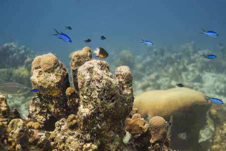 Bicolor damselfish and blue chromis swiming above coralの写真素材