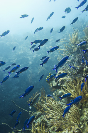 creole wasse in their intial phase schooling in a reefの写真素材