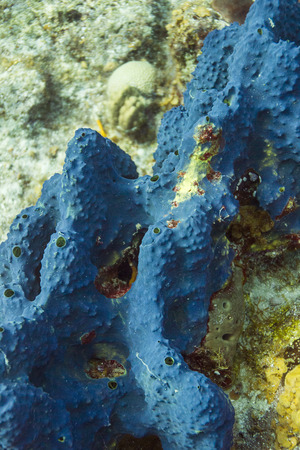 close up of a Haliclona Encrusting sponge の写真素材