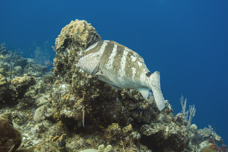 big nassau grouper swimming in an coral reef