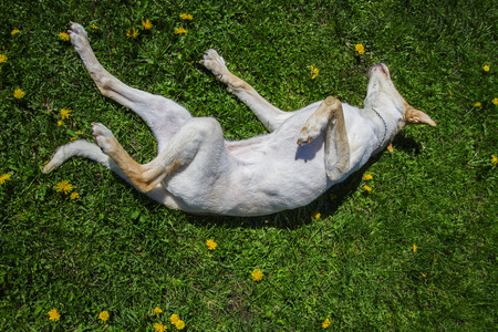 golden dog rolling in the grass and dandelionの写真素材