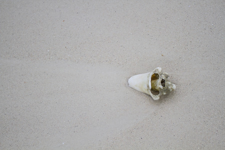 broken conch shell on sand background