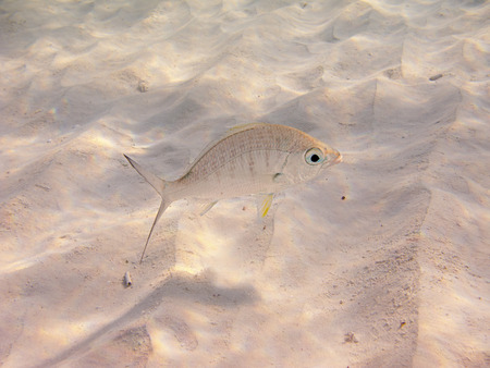 lonely yellowfin mojarra swimming over the sand