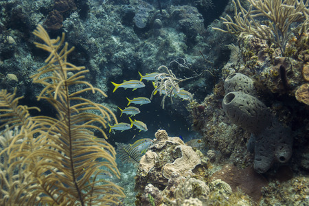Small school of yellow goat fish hidding in a reefの写真素材