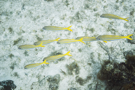 School of french grunt swimming in a sandy reefの写真素材