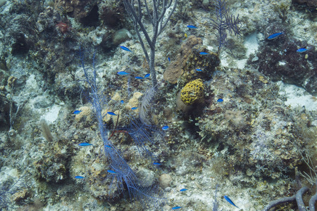 School of blue chromis in bahamasの写真素材