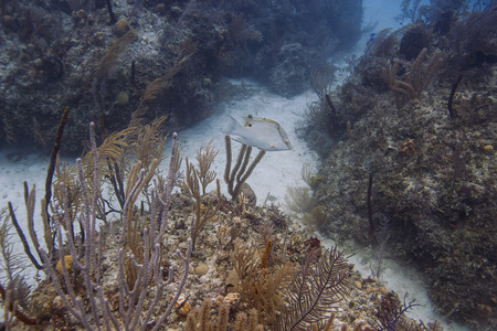 Hogfish in intermediate phase swimming in a coral reef
