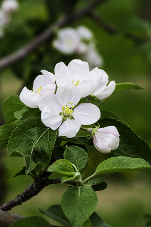 group of white apple tree flowerの写真素材