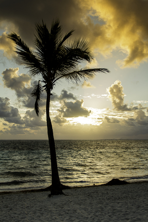 Beach palm tree at sunriseの写真素材