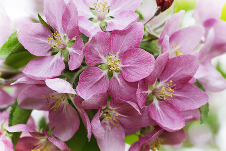 Close up of pink apple tree flowerの写真素材