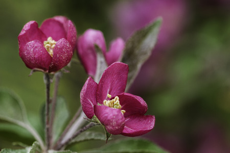 close up of small pink apple tree flowerの写真素材