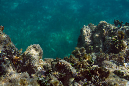 up close view of a coral viewの写真素材