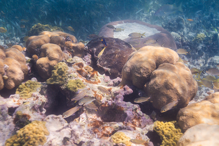 small juvenile french grunt in coral nurseryの写真素材