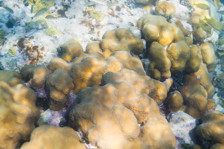 sponge coral growing in a reefの写真素材