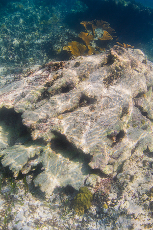 dead large coral rock formation in shallow reefの写真素材