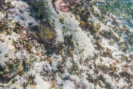 Cleaning goby around an anemone cleaning stationの写真素材
