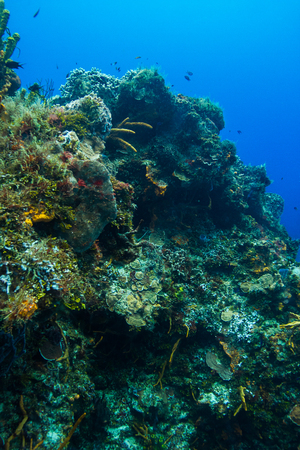 Large coral mountain filled with colorful lifeの写真素材
