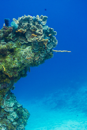 Coral reef growing in a shape of a armの写真素材