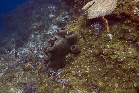 dark blue sponge in deep water coral reefの写真素材
