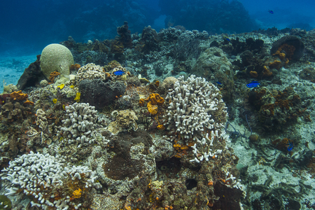 blue chromis living around bleached coralの写真素材