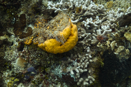Small yellow sea sponge with bleached coralの写真素材