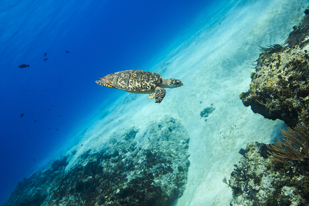 Sea turtle diving toward a coral reefの写真素材