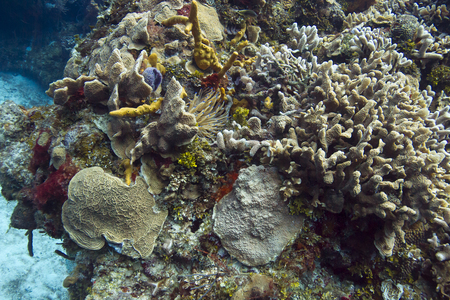 anemone and different species of fish living bleached coral reefの写真素材