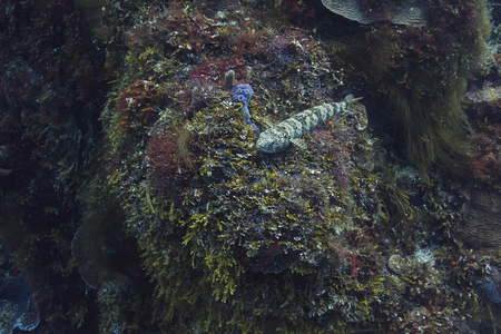 elongated fish resting on a coral reefの写真素材