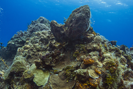 large reef made out of multiple spieces of sea spongesの写真素材