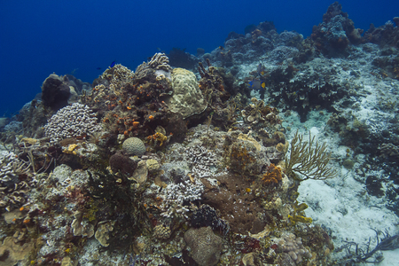 Coral reef with minor bleaching, in Caribbean seaの写真素材