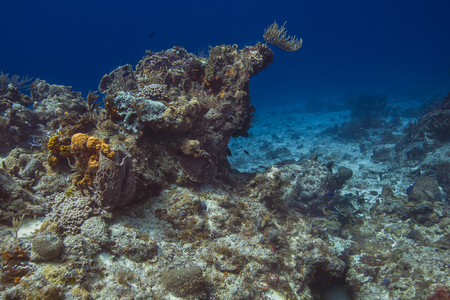 Large coral reef in the Carribean reefの写真素材