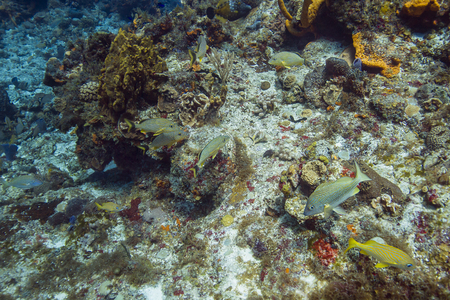 school of french grunt feeding on a coral reefの写真素材